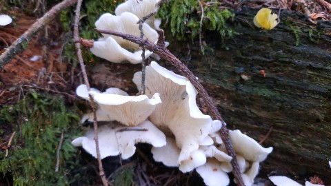 Pleurocybella porrigens