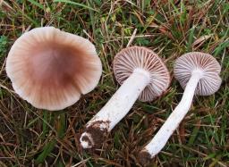 Cuphophyllus colemannianus