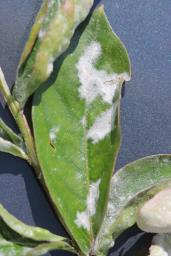 Erysiphe australiana