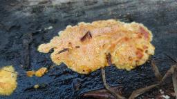 Auriporia aurulenta