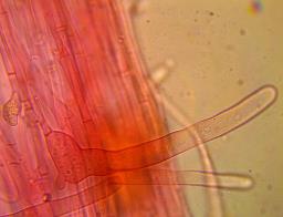 Tulosesus congregatus