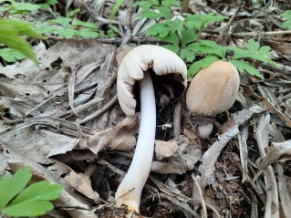 Coprinellus domesticus