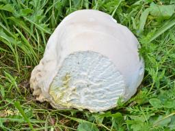 Calvatia gigantea
