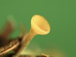 Poculum firmum