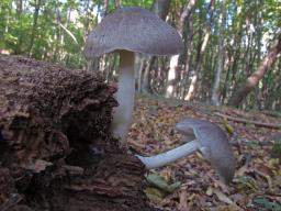 Pluteus salicinus