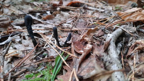 Tolypocladium ophioglossoides