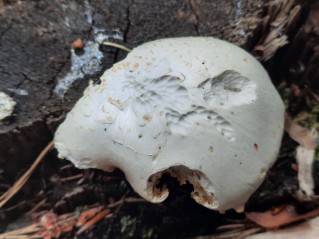 Neolentinus lepideus