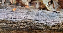 Tulasnella pallida