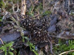 Ciboria viridifusca
