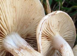 Hebeloma crustuliniforme