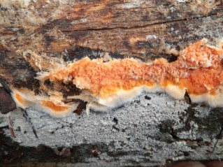 Leucogyrophana mollusca