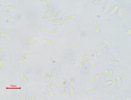 Neolentinus adhaerens