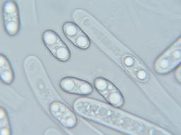 Acrocordia gemmata