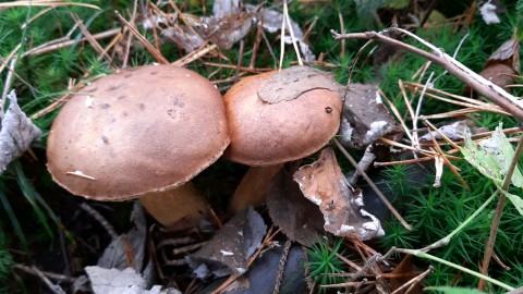 Imleria badia