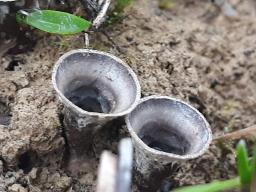 Cyathus olla