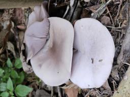 Lepista glaucocana
