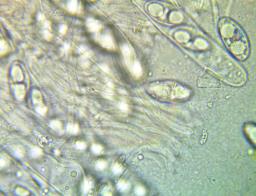 Tarzetta ochracea
