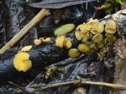 Trichobelonium kneiffii