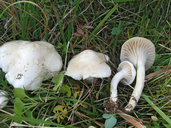 Cuphophyllus pratensis