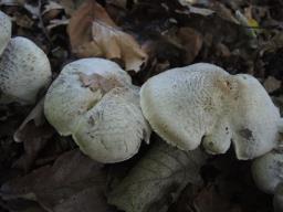 Tricholoma pardinum