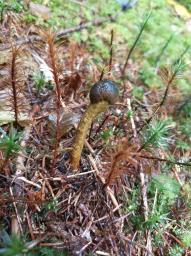 Tolypocladium capitatum