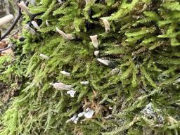 Xylaria hypoxylon