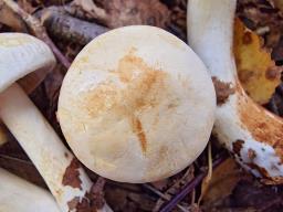 Tricholoma stiparophyllum