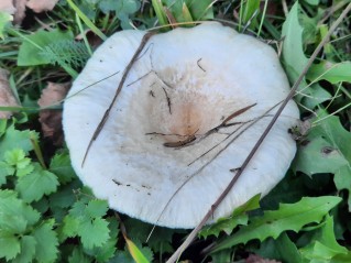 Lactarius pubescens
