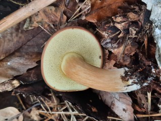 Imleria badia