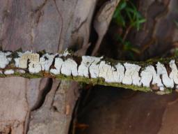 Radulomyces rickii
