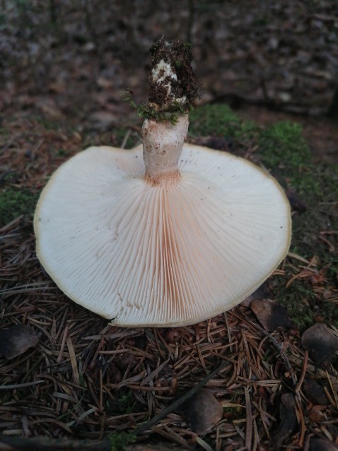 Lentinus tigrinus