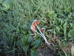 Conocybe apala