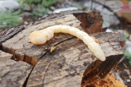 Chalcophora mariana