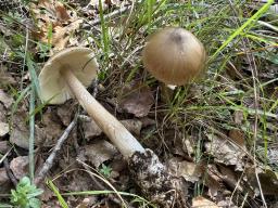 Amanita spadicea
