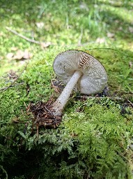 Pluteus cervinus