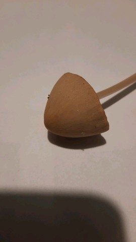 Parasola conopila
