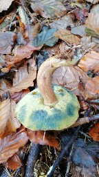 Imleria badia