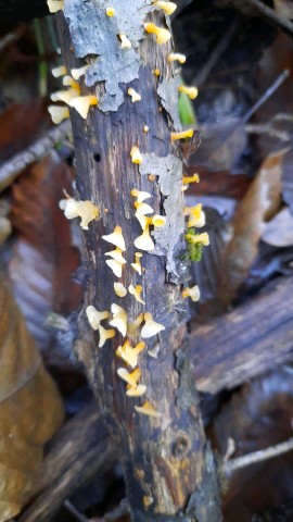 Guepiniopsis buccina