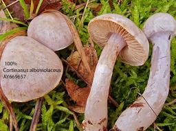 Cortinarius alboviolaceus