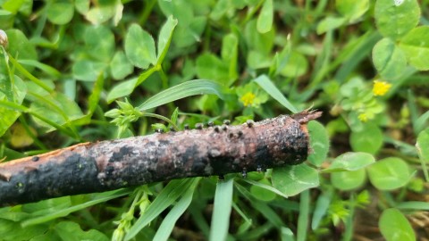 Hercospora tiliae