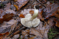 Tricholoma portentosum
