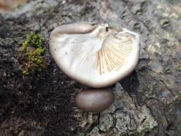 Pleurotus calyptratus