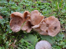 Entoloma catalaunicum