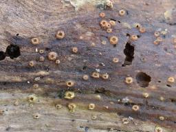 Karstenia idaei