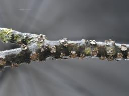 Biscogniauxia marginata
