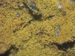 Tomentella bryophila