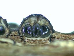 Diatrypella quercina