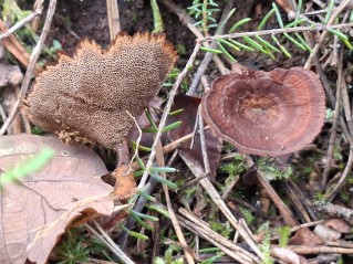 Coltricia perennis