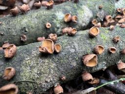Encoelia glaberrima