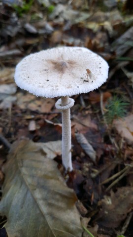 Macrolepiota mastoidea